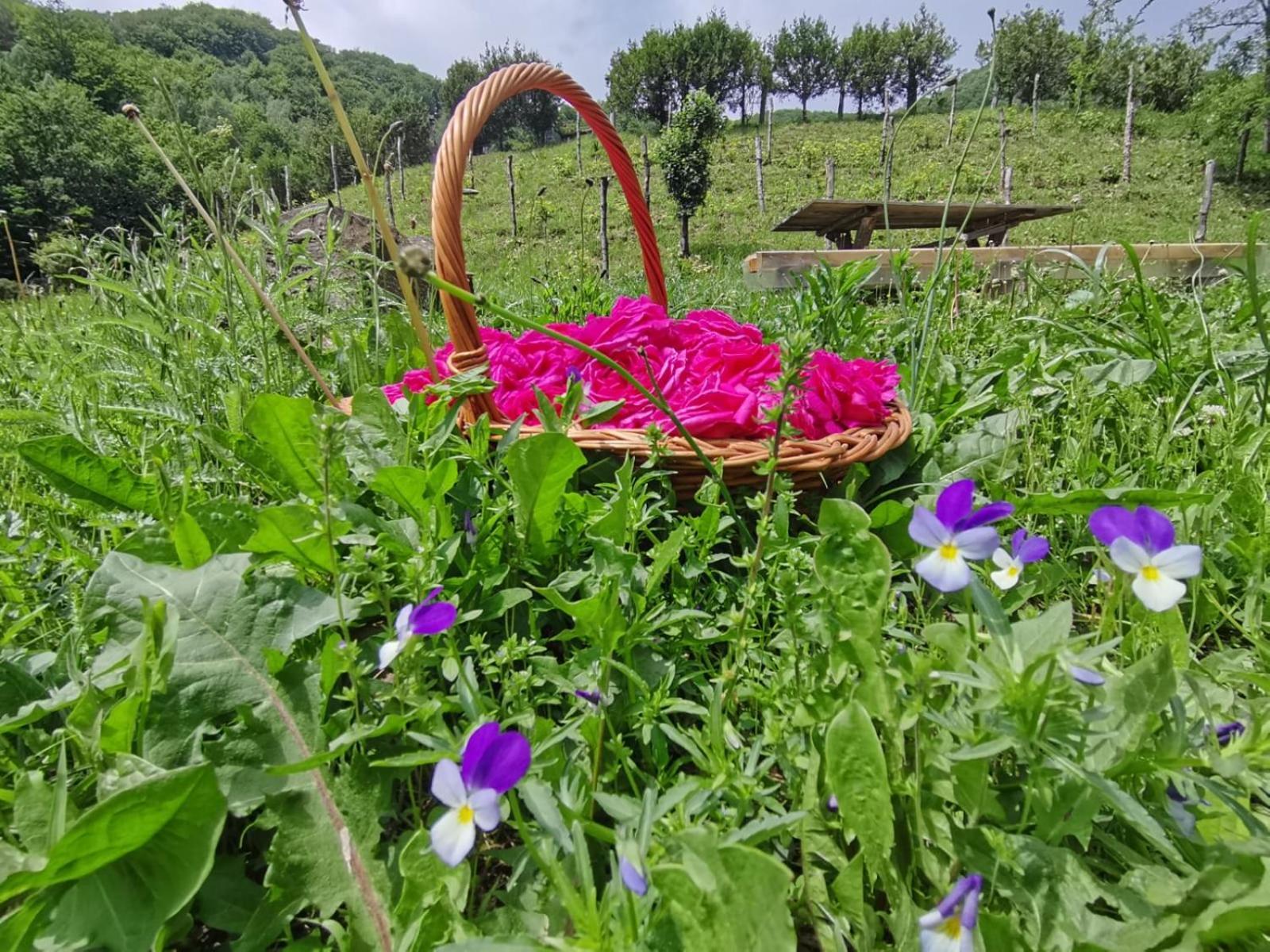 Pensiunea Izvorul Bucuriei Siriu Esterno foto